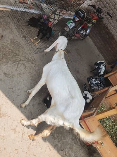 پاکستان گوٹ فارم