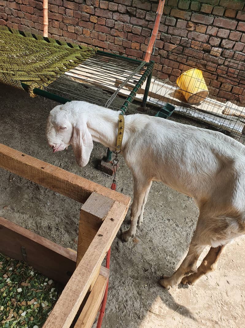 پاکستان گوٹ فارم 1