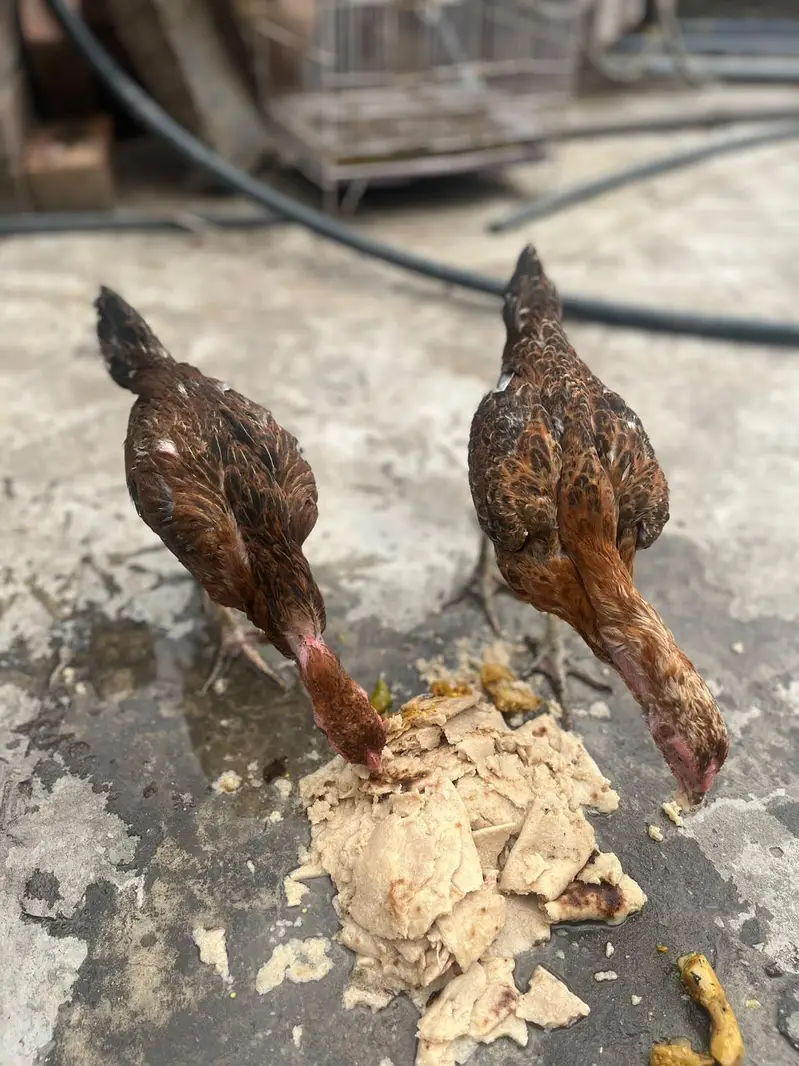 aseel murgi ka bacha murgi sale ho gyi hn — photo 2