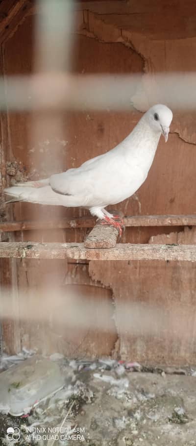 patti wale pegions