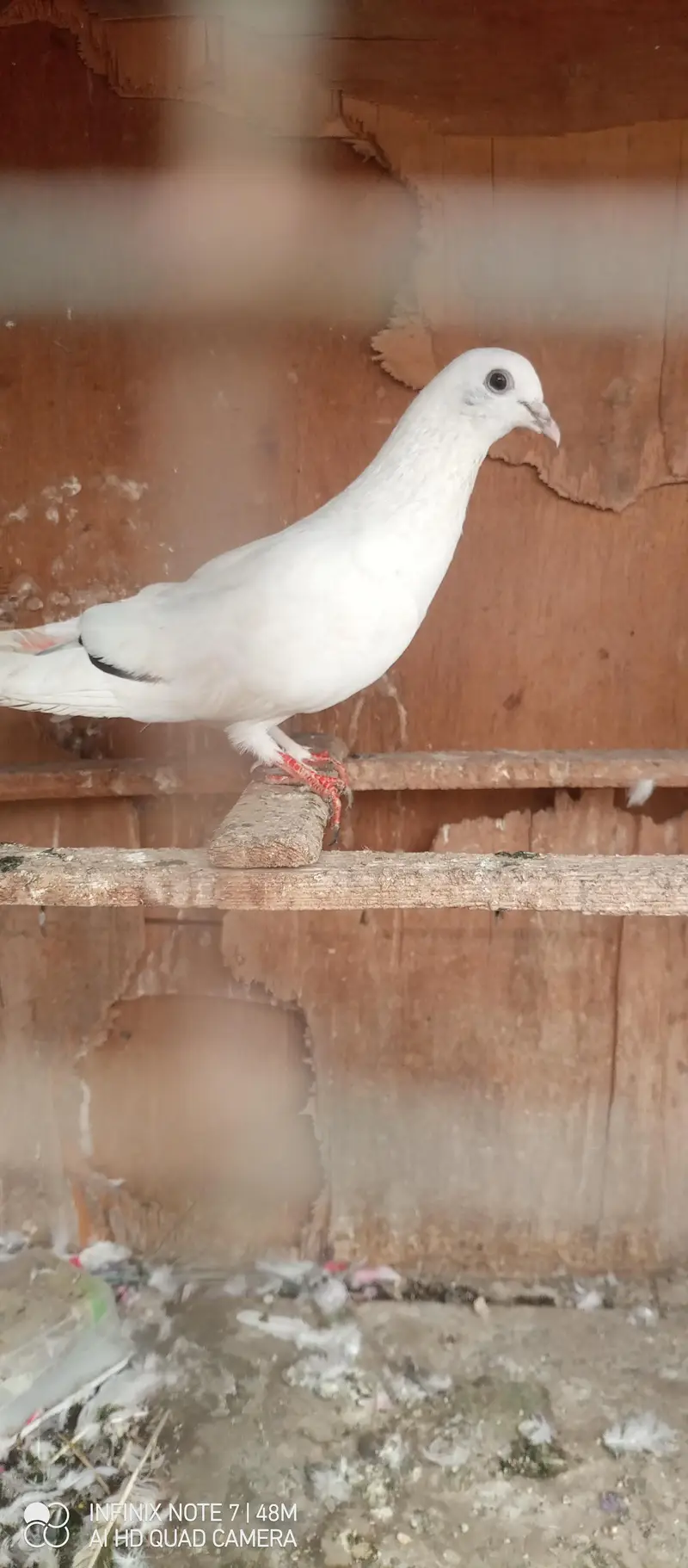 patti wale pegions — photo 2