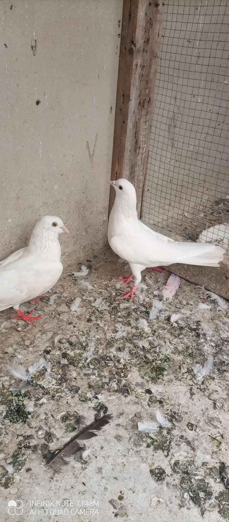patti wale pegions — photo 3