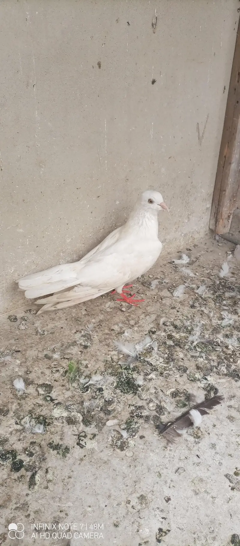 patti wale pegions — photo 4