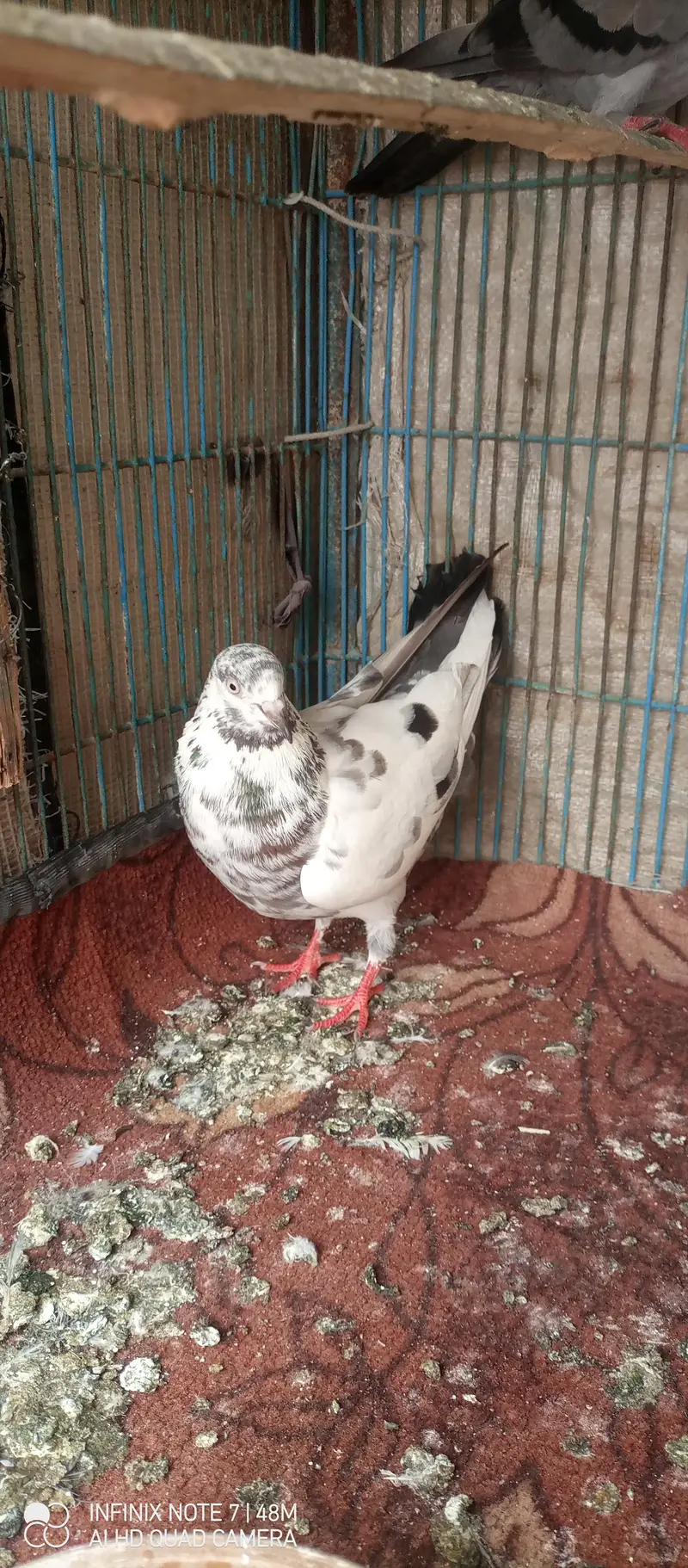 patti wale pegions — photo 5