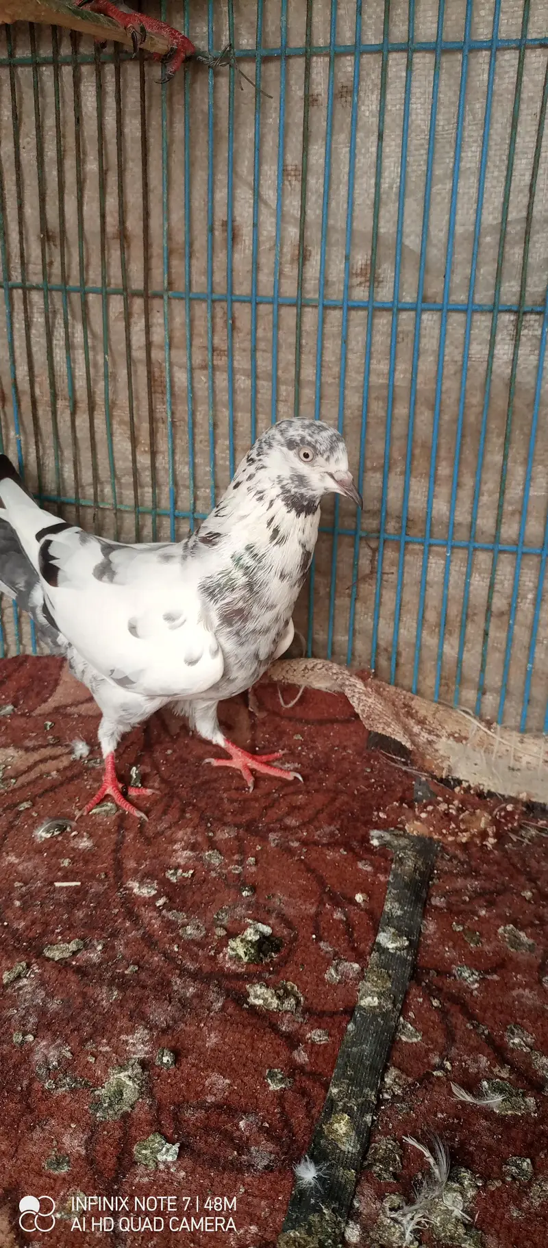 patti wale pegions — photo 6