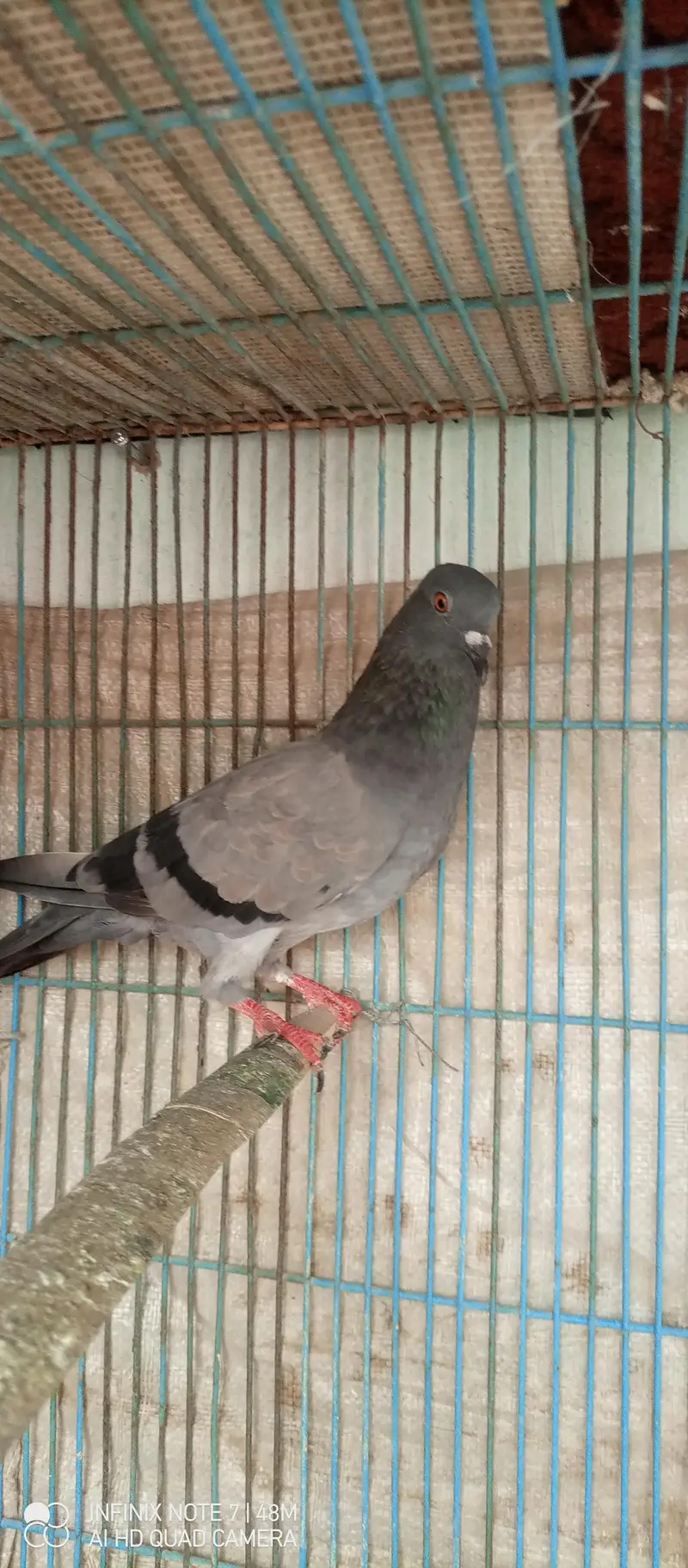 patti wale pegions — photo 7