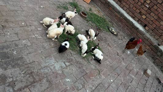 5 male 7 female rabbits