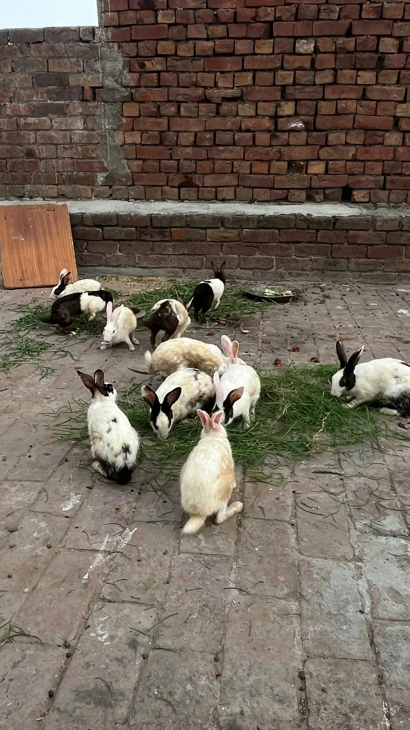 5 male 7 female rabbits — photo 2