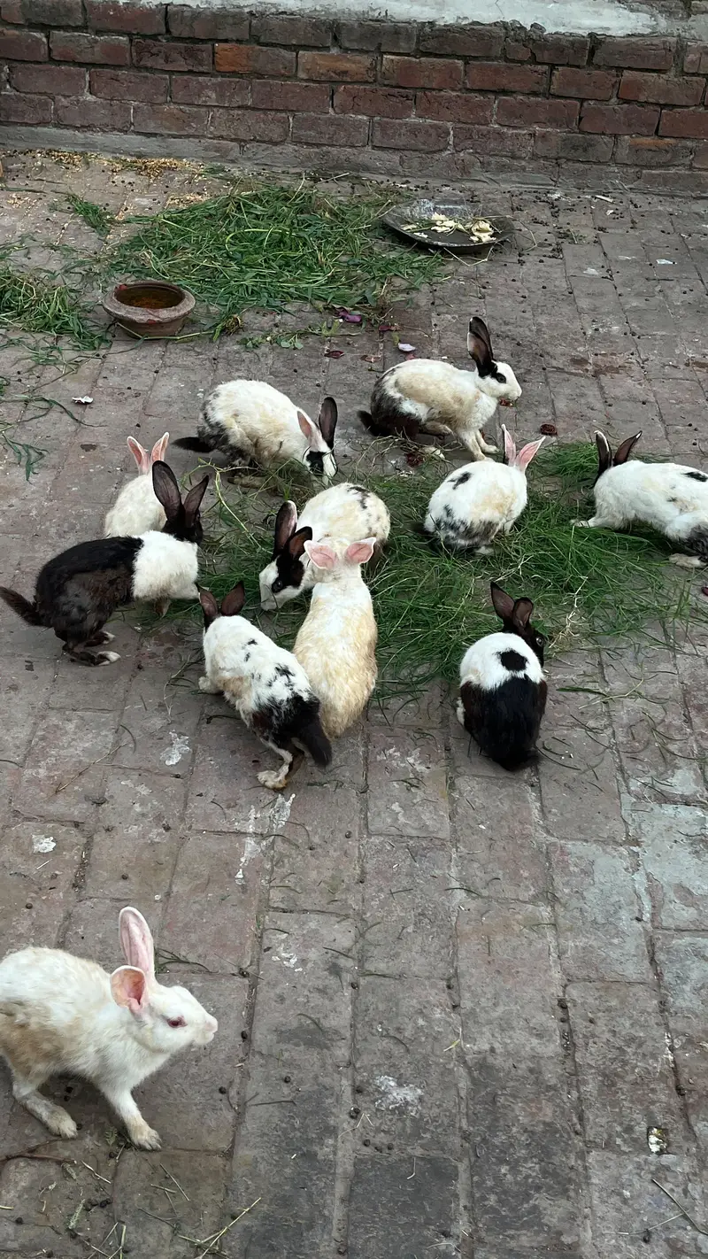 5 male 7 female rabbits — photo 3