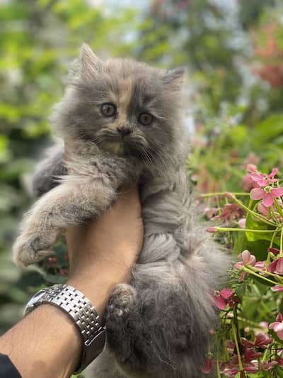 FEMALE KITTEN AVAILABLE  03016413411