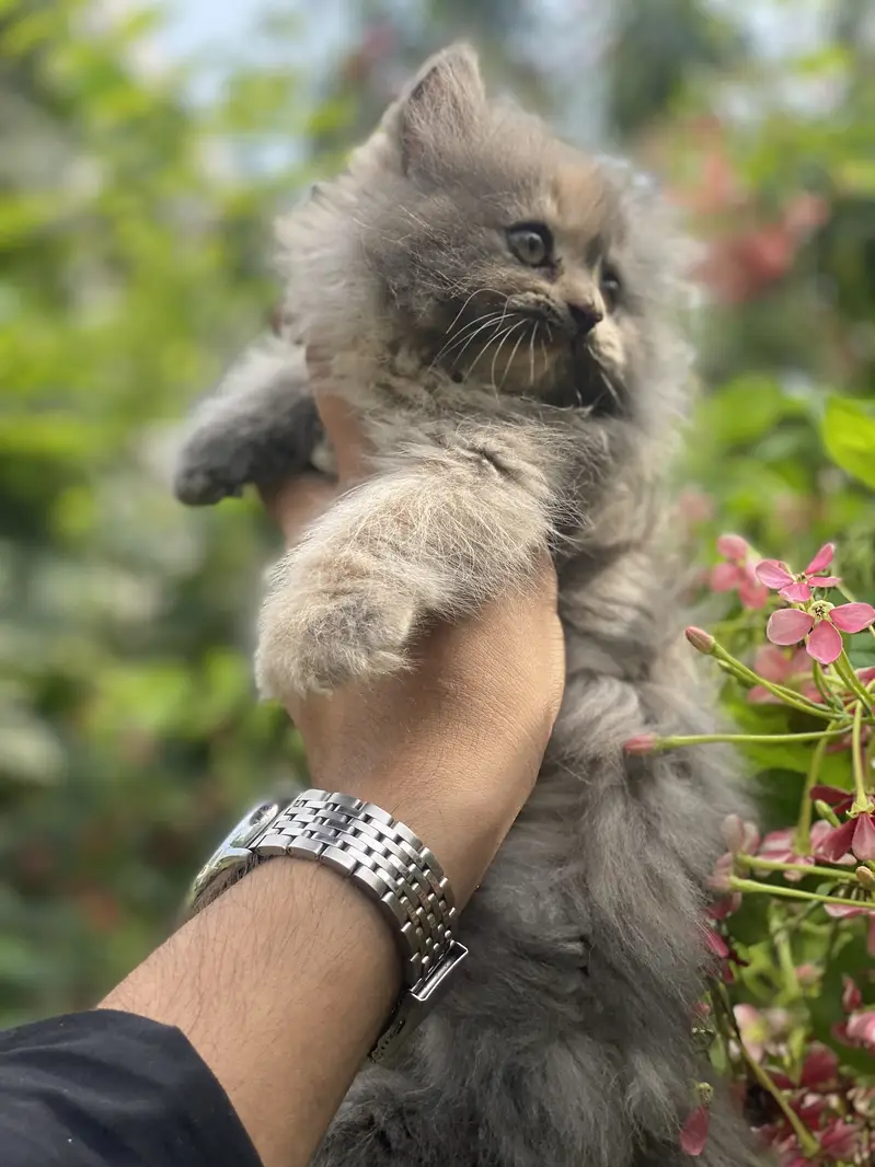 FEMALE KITTEN AVAILABLE  03016413411 — photo 2