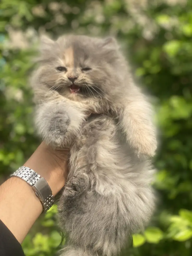 FEMALE KITTEN AVAILABLE  03016413411 — photo 3