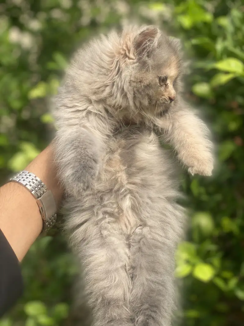 FEMALE KITTEN AVAILABLE  03016413411 — photo 4