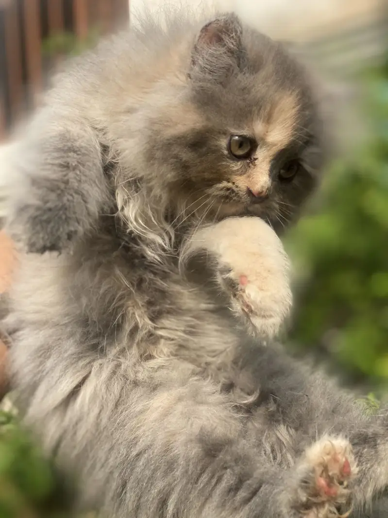 FEMALE KITTEN AVAILABLE  03016413411 — photo 5