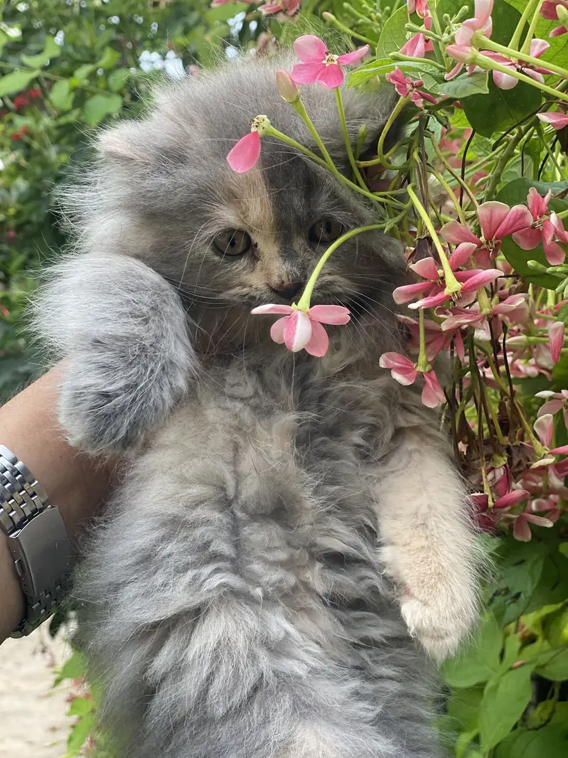 FEMALE KITTEN AVAILABLE  03016413411 — photo 6