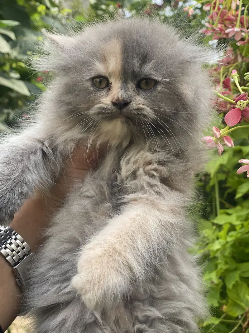 FEMALE KITTEN AVAILABLE  03016413411 — photo 7