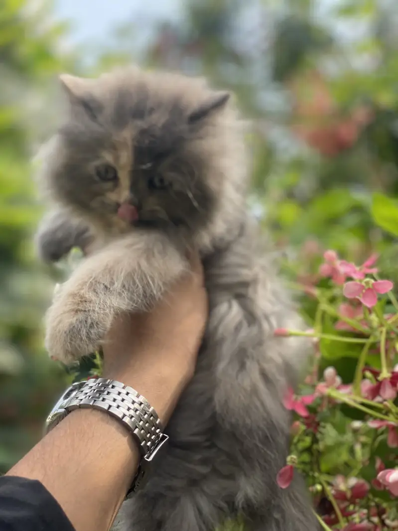 FEMALE KITTEN AVAILABLE  03016413411 — photo 8