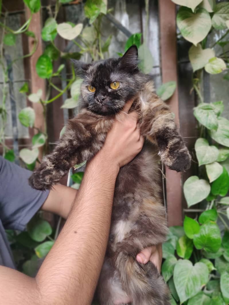 Triple coat 0