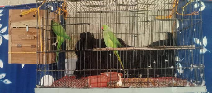 breeder pair hand tame with cage