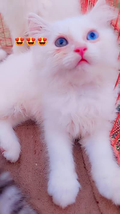 Persian odd eyes kittens