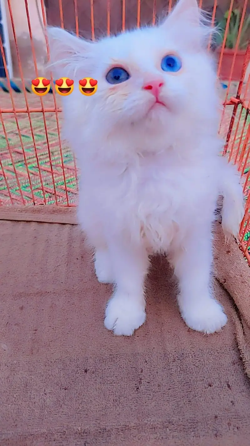 Persian odd eyes kittens — photo 2