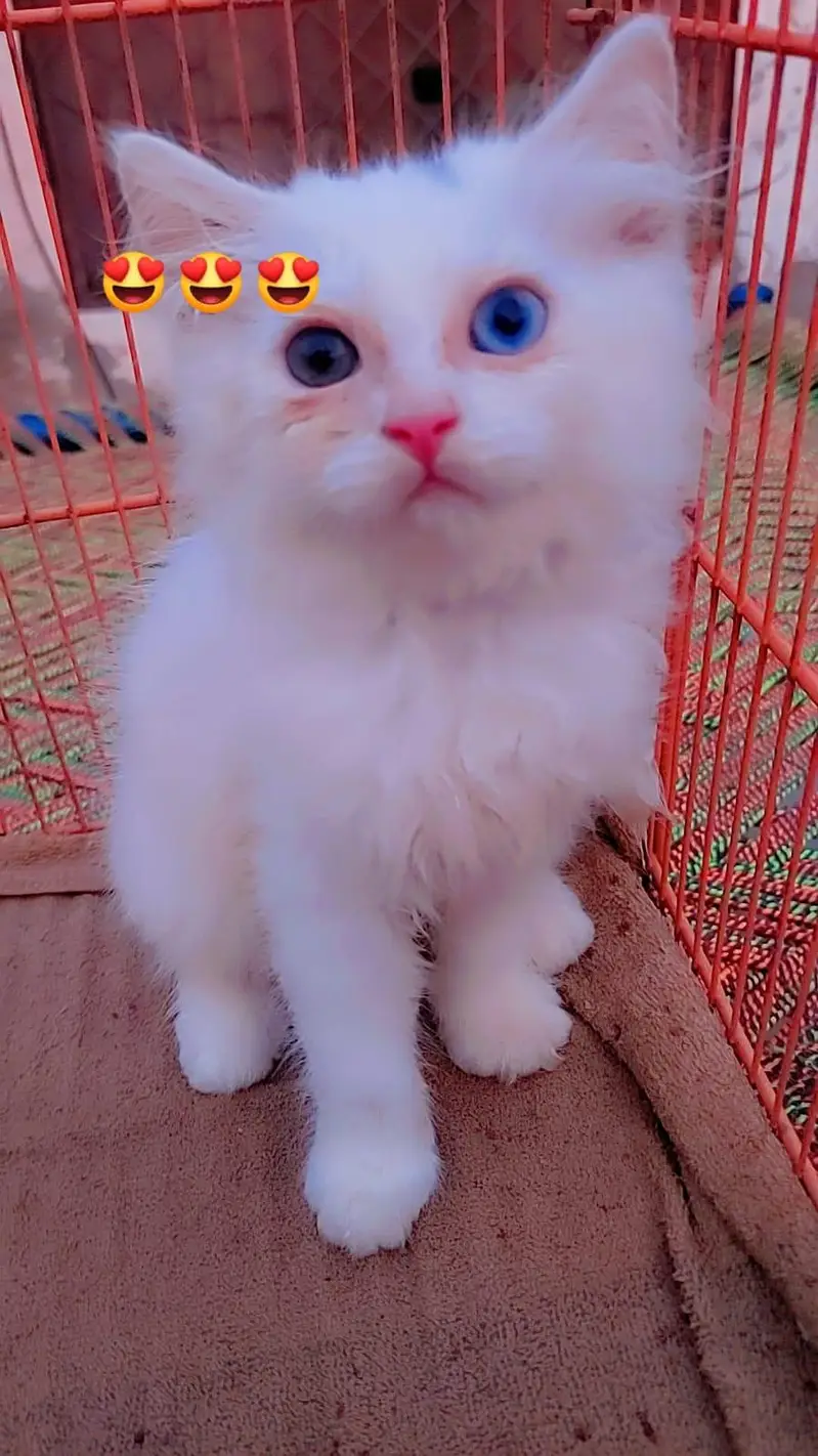 Persian odd eyes kittens — photo 3