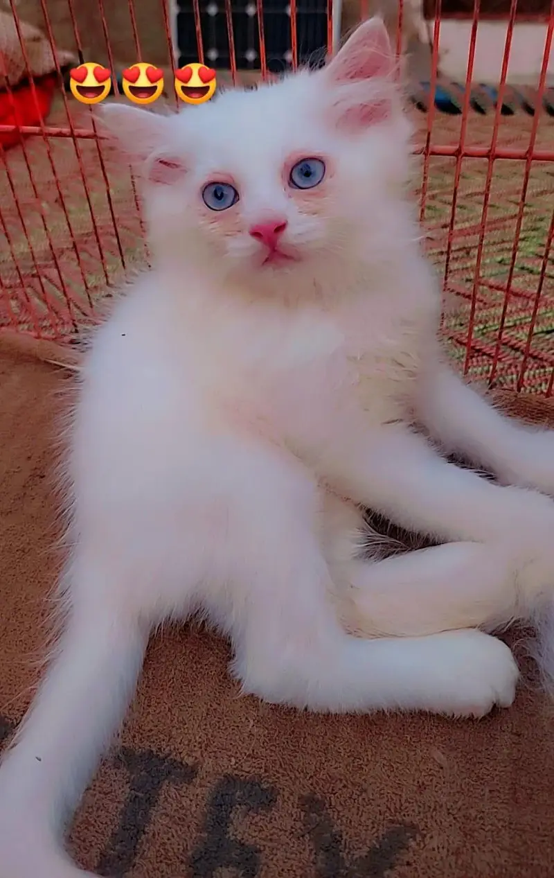 Persian odd eyes kittens — photo 4