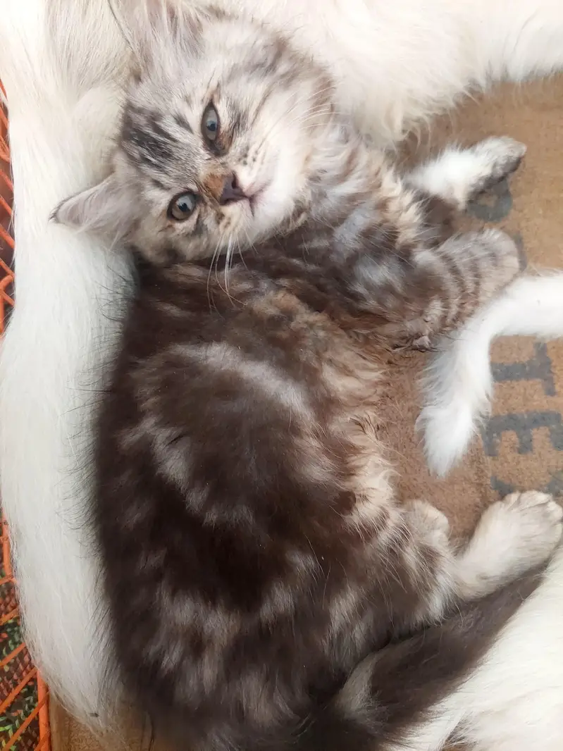 Persian odd eyes kittens — photo 5