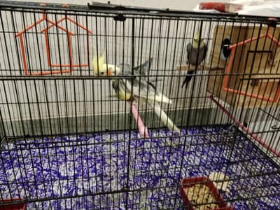 Cockatiel pair and 1 male separate urgent need to sale
