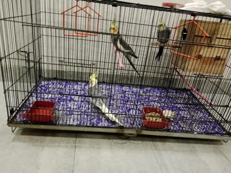 Cockatiel pair and 1 male separate urgent need to sale — photo 2