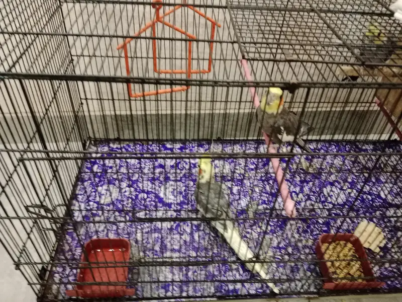Cockatiel pair and 1 male separate urgent need to sale — photo 3