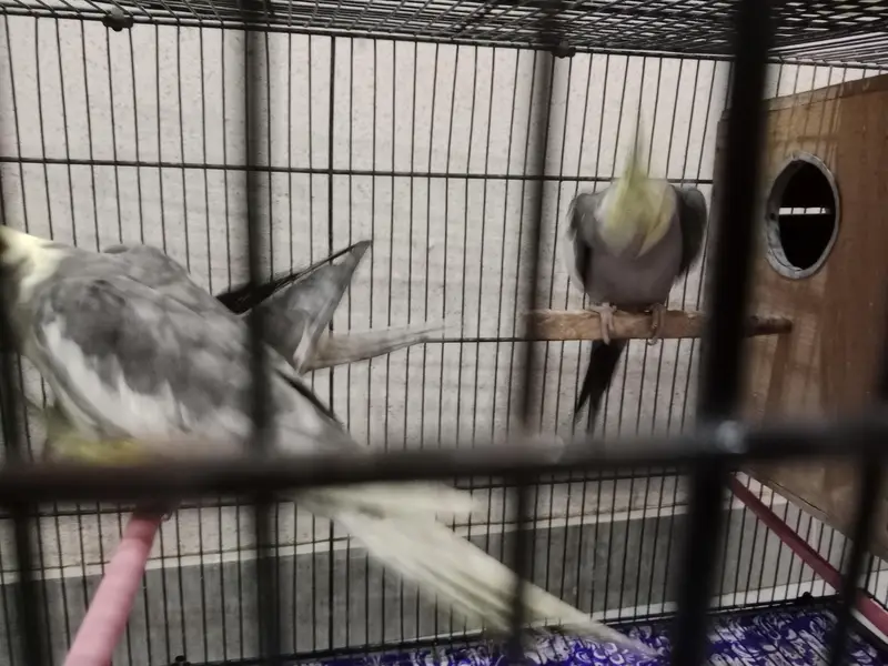 Cockatiel pair and 1 male separate urgent need to sale — photo 4
