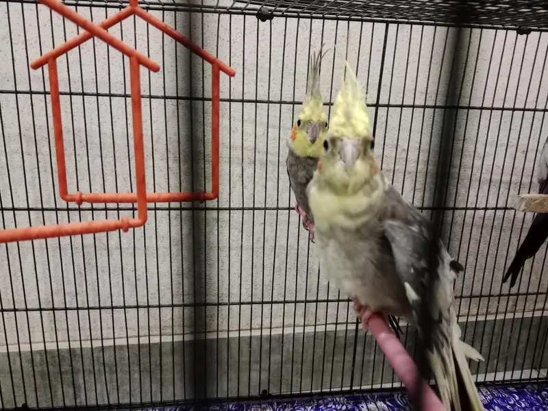 Cockatiel pair and 1 male separate urgent need to sale — photo 5