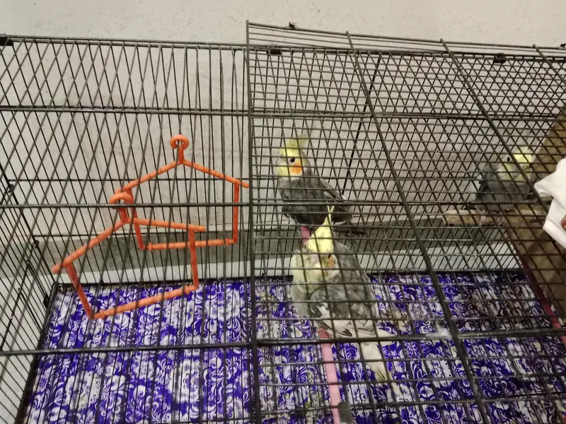 Cockatiel pair and 1 male separate urgent need to sale — photo 6