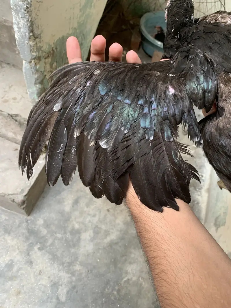 Mushki madi for sale — photo 3