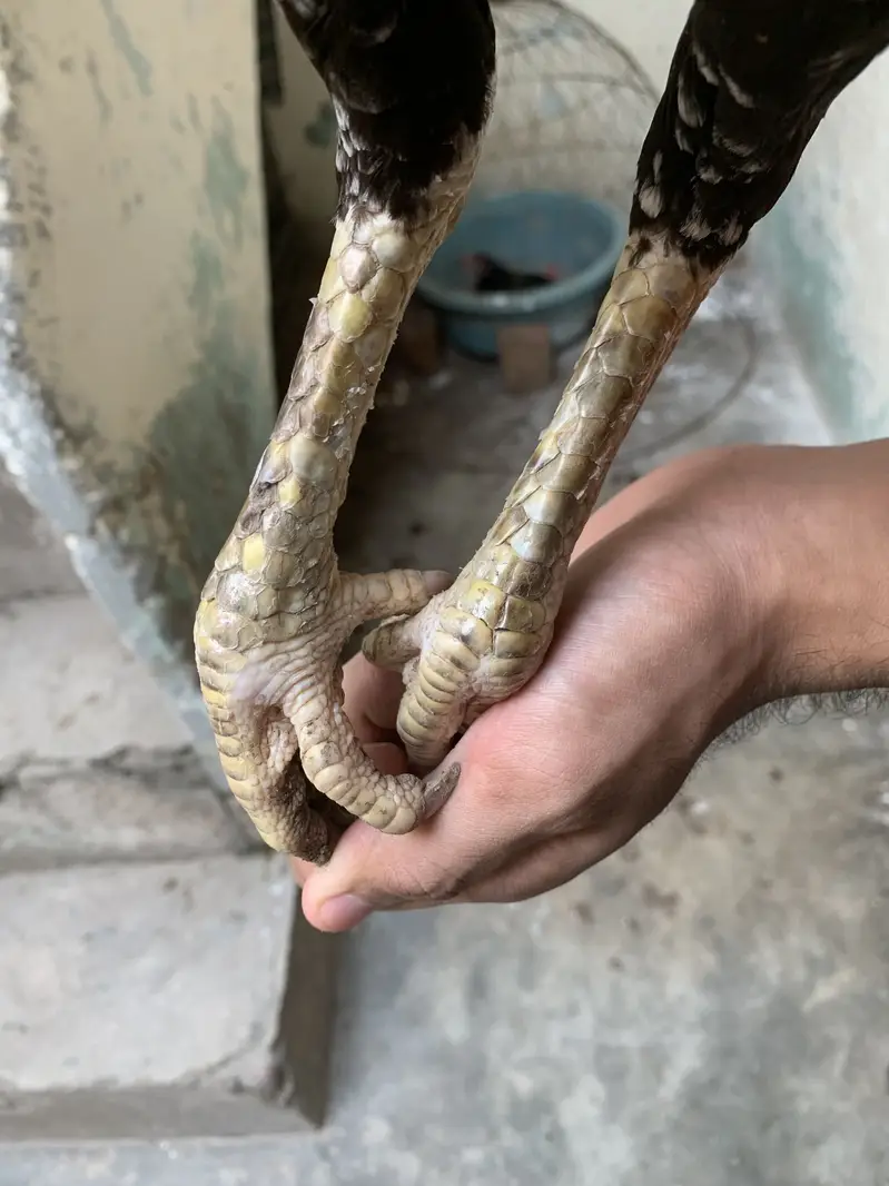 Mushki madi for sale — photo 4