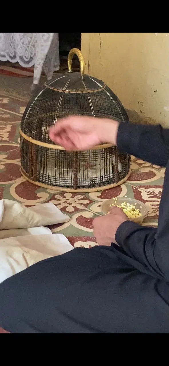 Pure irani Gora teter breeder — photo 3