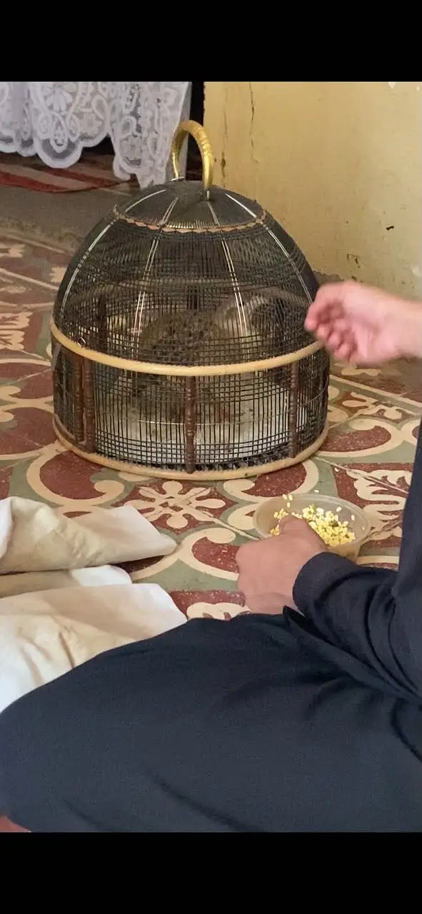 Pure irani Gora teter breeder — photo 5