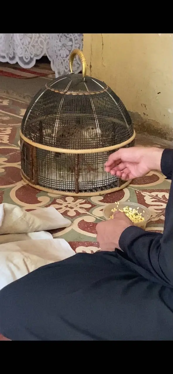 Pure irani Gora teter breeder — photo 6