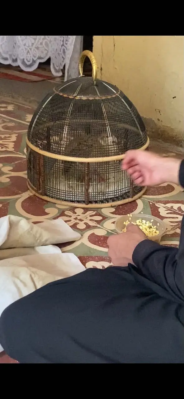 Pure irani Gora teter breeder — photo 7