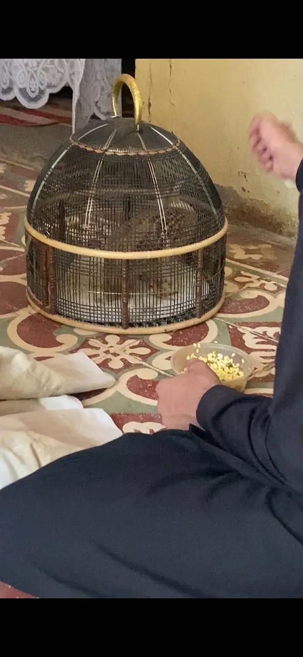 Pure irani Gora teter breeder — photo 8