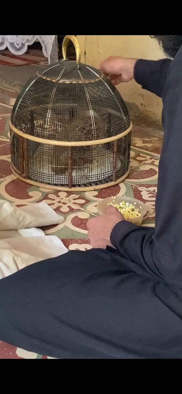Pure irani Gora teter breeder — photo 10