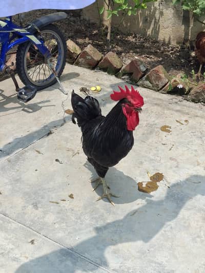 2 atrolop male for sale ghar pa pala ha 1st day sa 4000 per bird