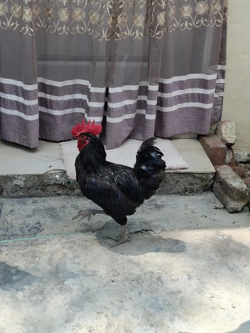 2 atrolop male for sale ghar pa pala ha 1st day sa 4000 per bird — photo 2