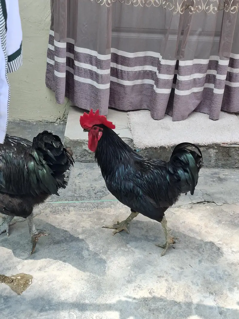 2 atrolop male for sale ghar pa pala ha 1st day sa 4000 per bird — photo 3