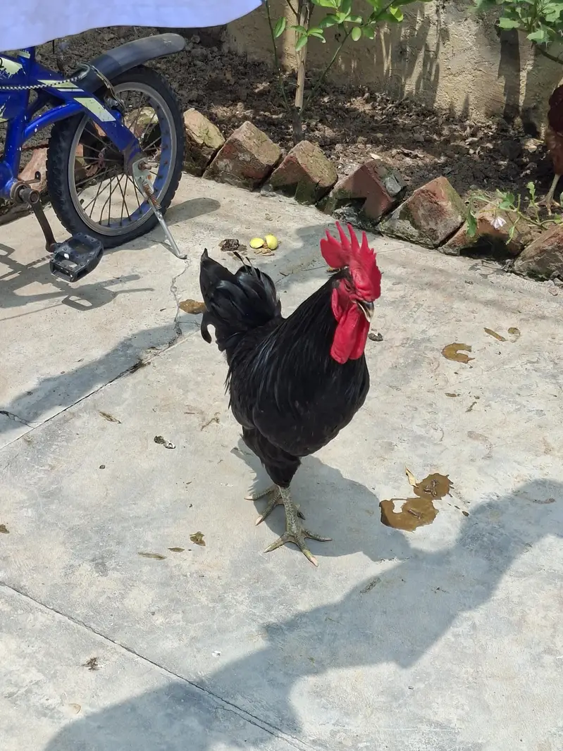 2 atrolop male for sale ghar pa pala ha 1st day sa 4000 per bird — photo 4