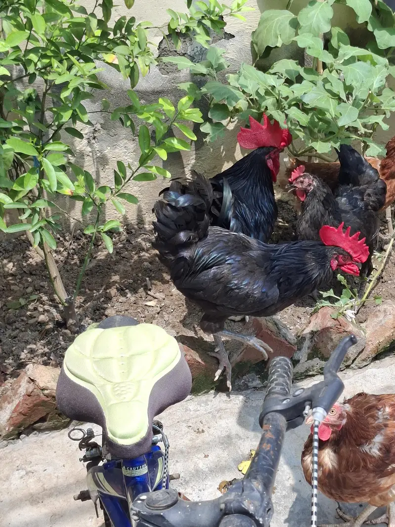 2 atrolop male for sale ghar pa pala ha 1st day sa 4000 per bird — photo 5