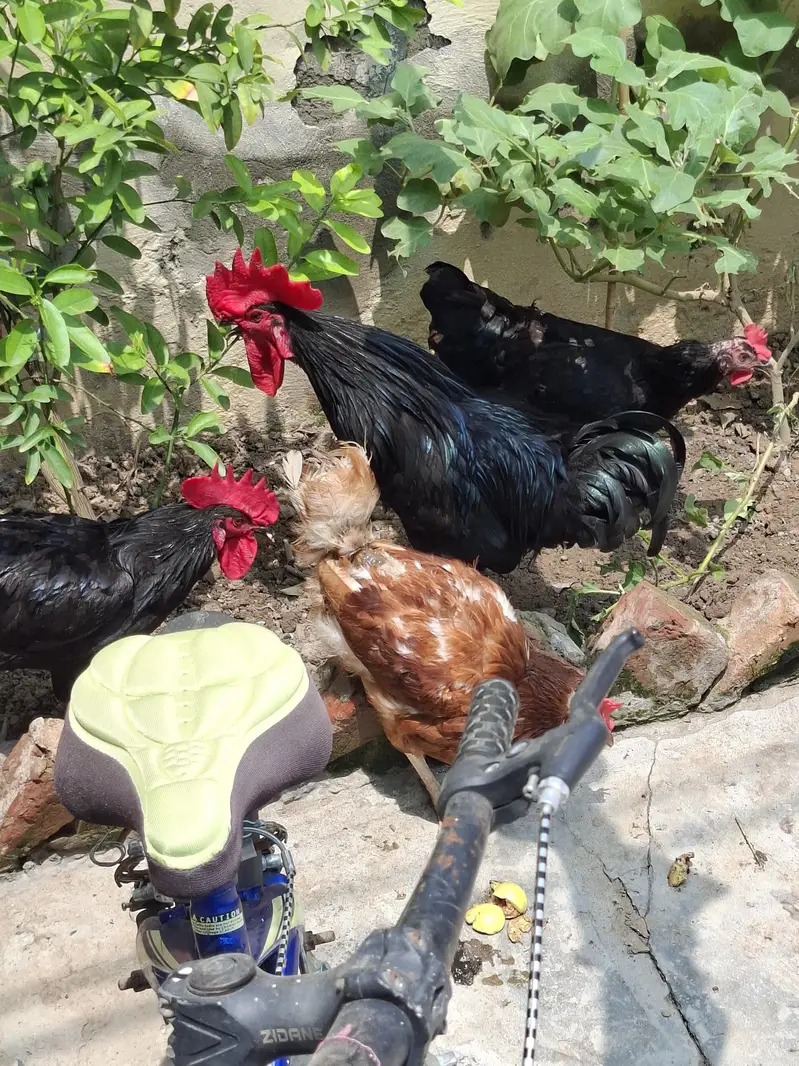 2 atrolop male for sale ghar pa pala ha 1st day sa 4000 per bird — photo 6
