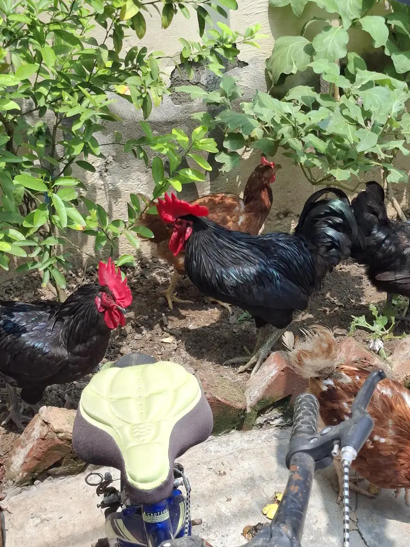2 atrolop male for sale ghar pa pala ha 1st day sa 4000 per bird — photo 7