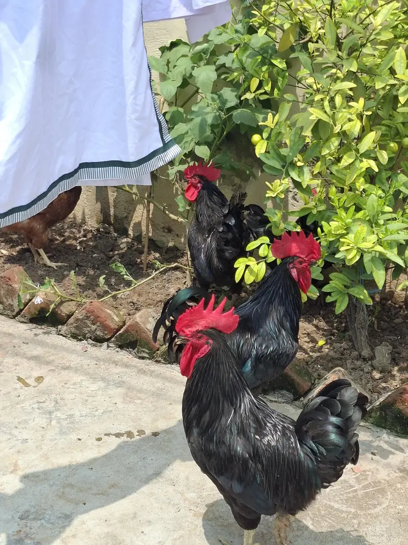 2 atrolop male for sale ghar pa pala ha 1st day sa 4000 per bird — photo 8